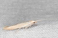 Coleophora nutantella