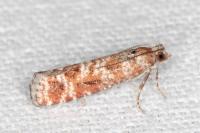 Rhyacionia miniatana