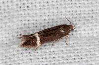 Aproaerema cinctella