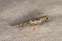 Batrachedra praeangusta