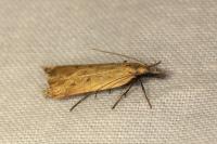 Dichomeris limosella