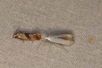 Coleophora