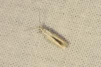 Coleophora