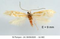 Argyresthia aurulentella