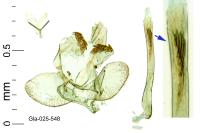 Argyresthia aurulentella