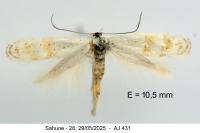 Elachista heringi