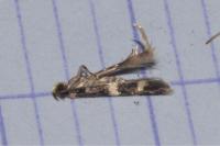 Apatema proteroclina