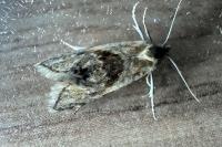 Cochylimorpha straminea/alternana