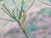 Depressaria radiella