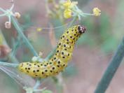 Depressaria radiella