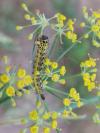 Depressaria radiella