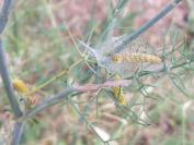 Depressaria radiella
