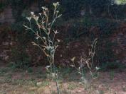 Depressaria radiella