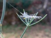 Depressaria radiella