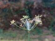 Depressaria radiella