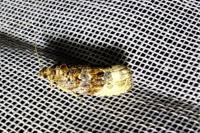 Hedya nubiferana