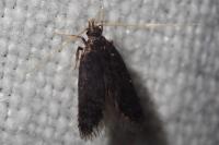 Eurodachtha siculella