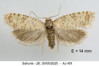 Isotrias stramentana