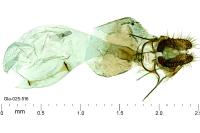 Isotrias stramentana