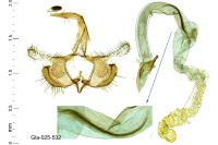 Coleophora trifolii