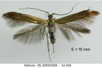 Coleophora trifolii