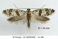 Scythropia crataegella