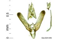 Elachista dispunctella