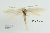 Elachista dispunctella