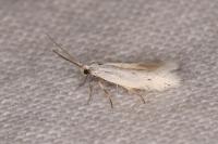 Elachista dispunctella