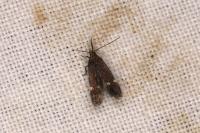 Aproaerema suecicella