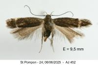 Aproaerema suecicella