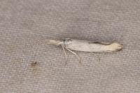 Coleophora kuehnella