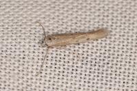 Epidola nuraghella
