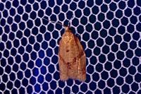 Clepsis consimilana
