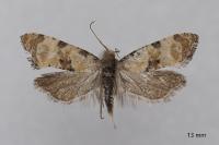 Brevicornutia pallidana