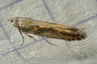 Scrobipalpa