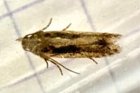 Scrobipalpa