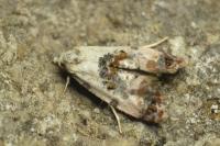 Neocochylis hybridella
