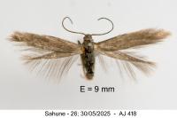 Coleophora laricella