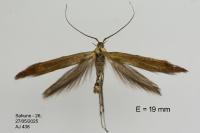 Coleophora trifolii