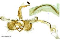 Coleophora trifolii