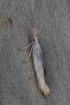 Coleophora kuehnella