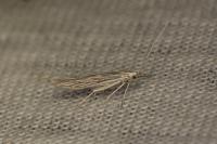 Coleophora