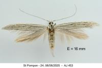 Coleophora
