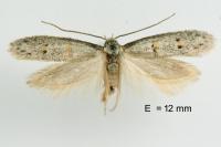 Symmocoides oxybiella