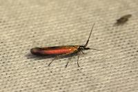 Coleophora trifolii