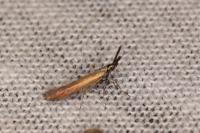 Coleophora mayrella