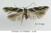 Recurvaria nanella