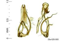 Recurvaria nanella
