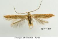 Coleophora flavipennella